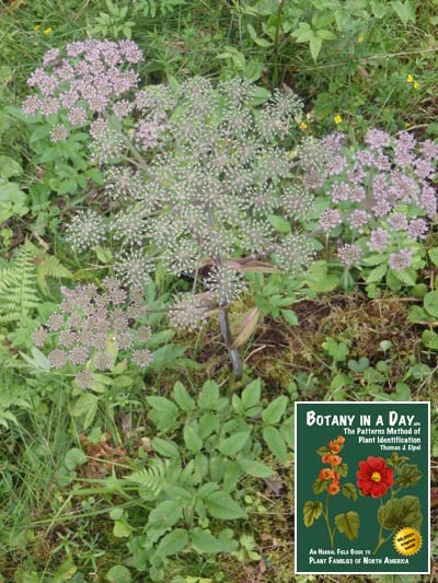  Norwegian angelica: Angelica archangelica.