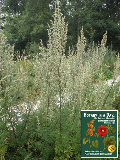 Common Mugwort: Artemisia vulgaris.