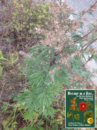 Common Mugwort: Artemisia vulgaris.