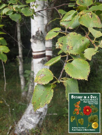 Silver Birch: Betula pendula.