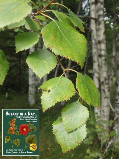 Silver Birch: Betula pendula.