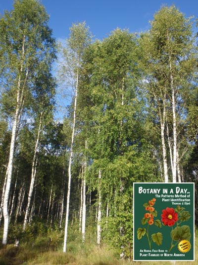 Silver Birch: Betula pendula.