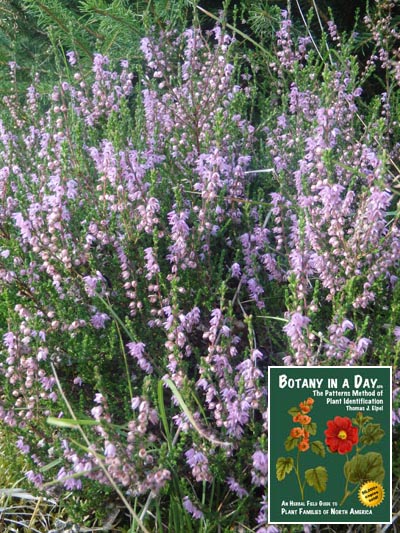 Common Heather: Calluna vulgaris.