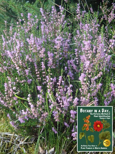 Common Heather: Calluna vulgaris.