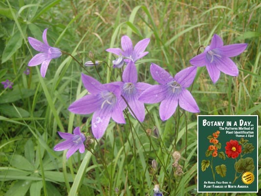 Spreading Bellflower.