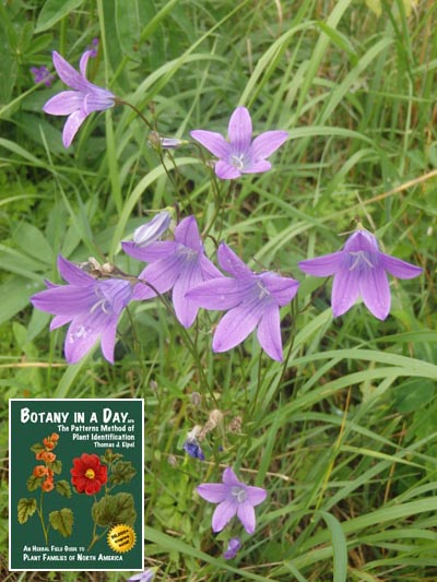 Spreading bellflower: Campanula patula.