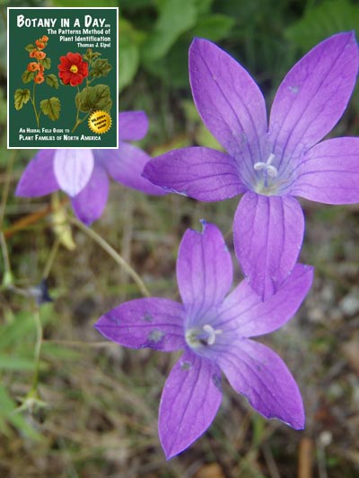  Spreading bellflower: Campanula patula.