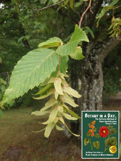 Common Hornbeam: Carpinus betulus.