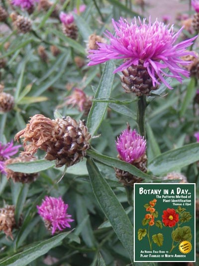 Brownray knapweed: Centaurea jacea.