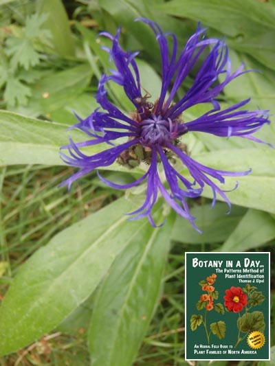  Perennial cornflower: Centaurea montana.