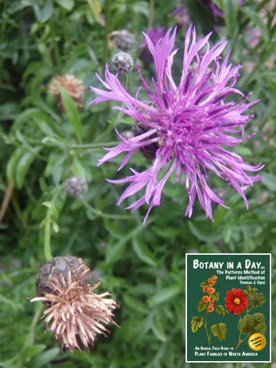 Greater knapweed: Centaurea scabiosa.