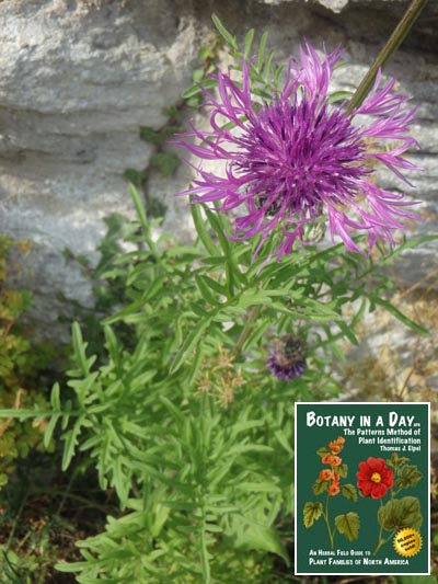 Greater knapweed: Centaurea scabiosa.