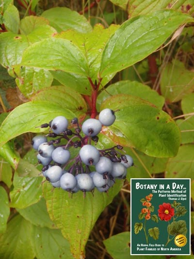 Bloody Dogwood: Cornus sanguinea.
