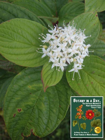 Bloody Dogwood: Cornus sanguinea.