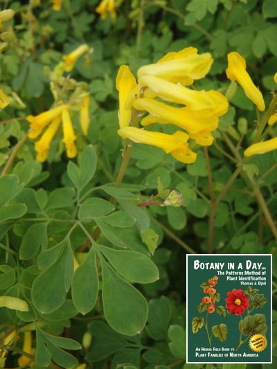 Yellow Corydalis: Corydalis lutea.