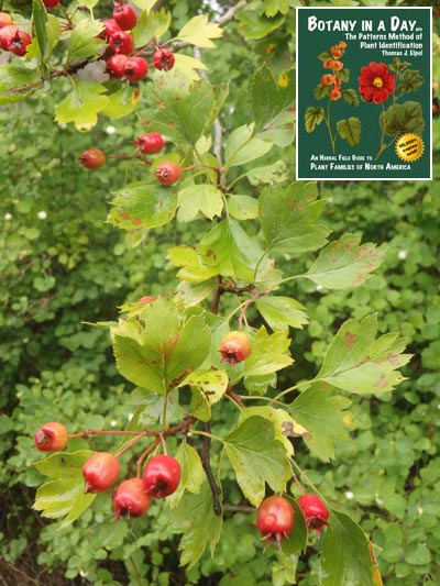 English Hawthorn: Crataegus laevigata.
