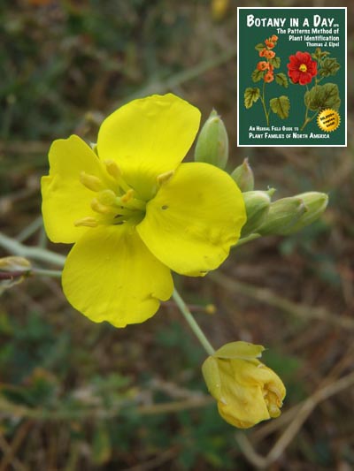 Perennial Wall Rocket: Diplotaxis tenuifolia.