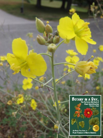 Perennial Wall Rocket: Diplotaxis tenuifolia.