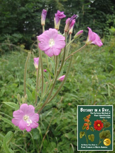 Great Willowherb: Epilobium hirsutum.