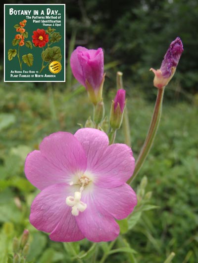 Great Willowherb: Epilobium hirsutum.