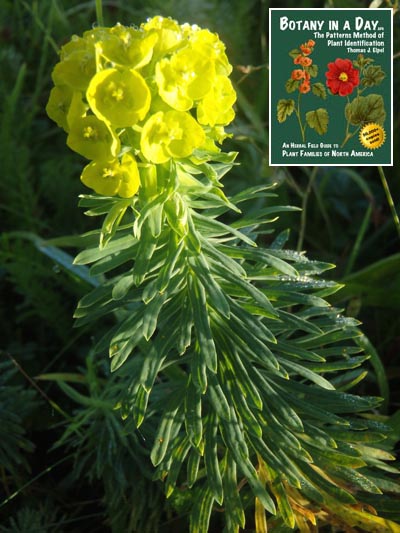  Mediterranean Spurge: Euphorbia characias.