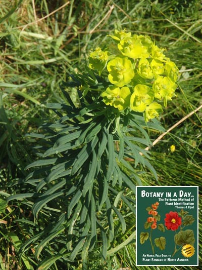  Mediterranean Spurge: Euphorbia characias.