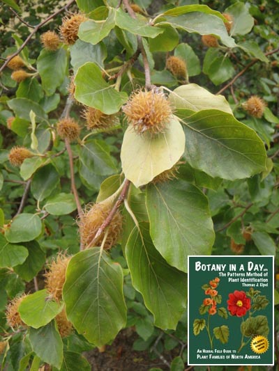 European Beech: Fagus sylvatica.