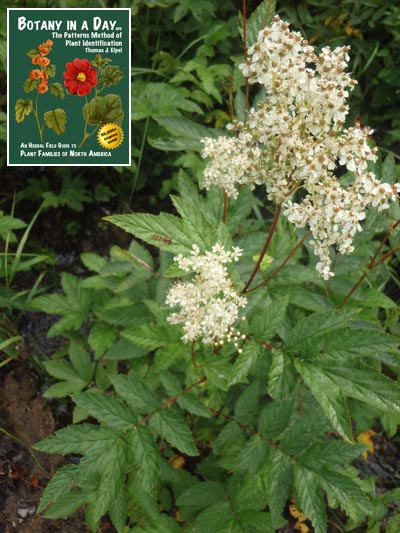  Meadowsweet: Filipendula ulmaria.