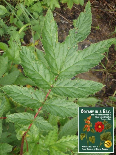  Meadowsweet: Filipendula ulmaria.