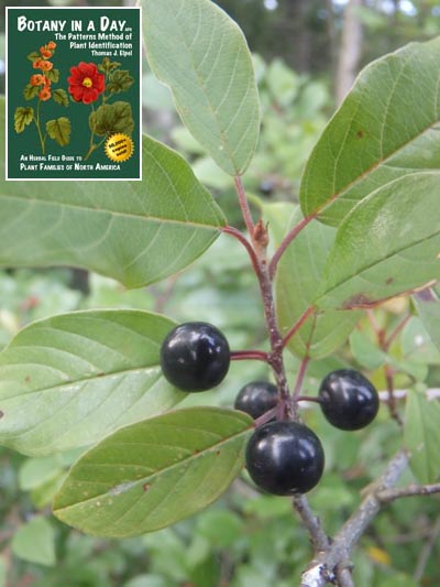  Alder Buckthorn: Frangula alnus.