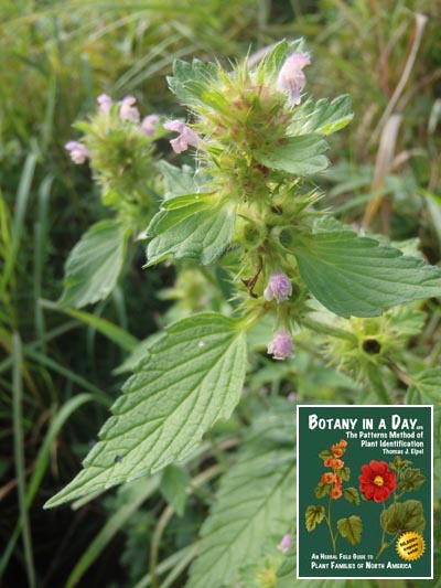  Common Hemp-Nettle: Galeopsis tetrahit.