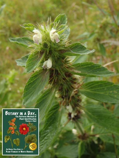  Common Hemp-Nettle: Galeopsis tetrahit.