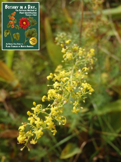  Yellow Bedstraw: Galium verum.