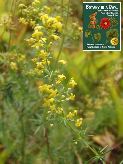  Yellow Bedstraw: Galium verum.