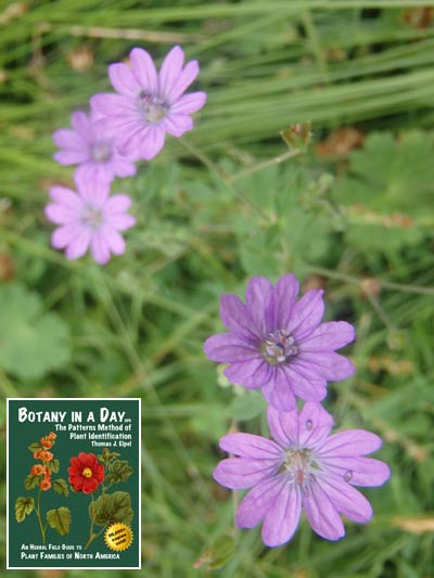  Dovesfoot Geranium: Geranium molle.