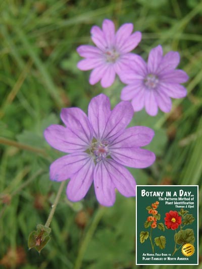  Dovesfoot Geranium: Geranium molle.