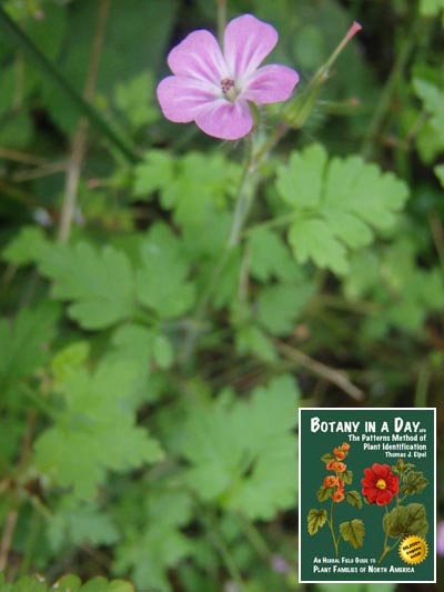  Herb Robert: Geranium robertianum.