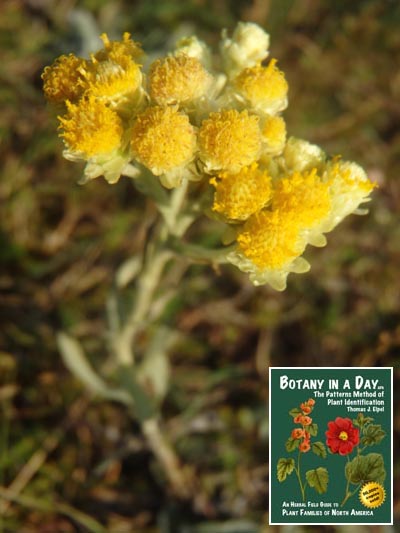  Dwarf Everlast: Helichrysum arenarium.