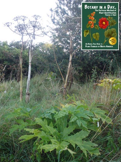  Giant Hogweed: Heracleum mantegazzianum.