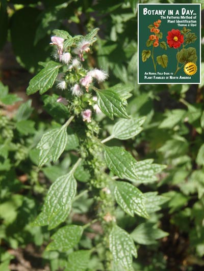  Motherwort: Leonurus cardiaca.