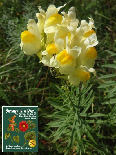 Linaria vulgaris. Butter and eggs toadflax. 