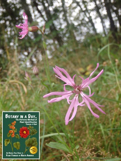  Ragged Robin: Lychnis flos-cuculi.