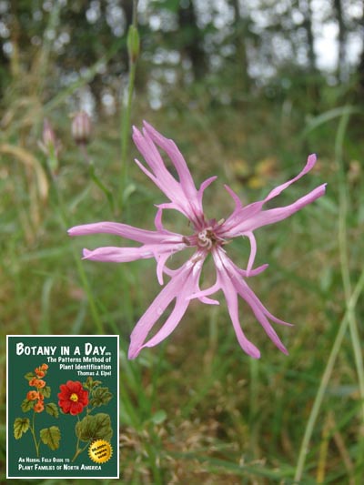  Ragged Robin: Lychnis flos-cuculi.