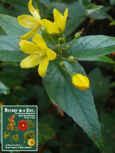  Yellow Loosestrife: Lysimachia vulgaris.