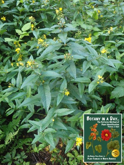  Yellow Loosestrife: Lysimachia vulgaris.