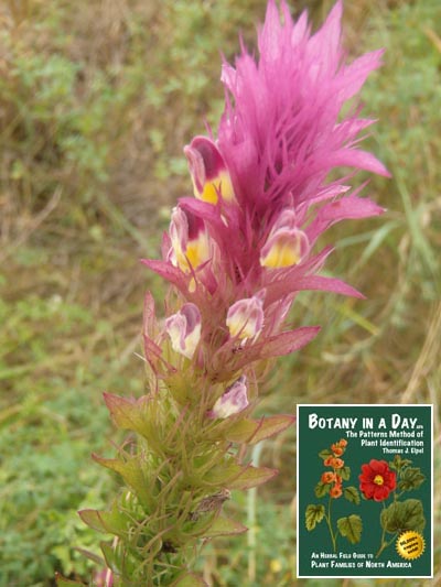  Field Cow-Wheat: Melampyrum arvense.