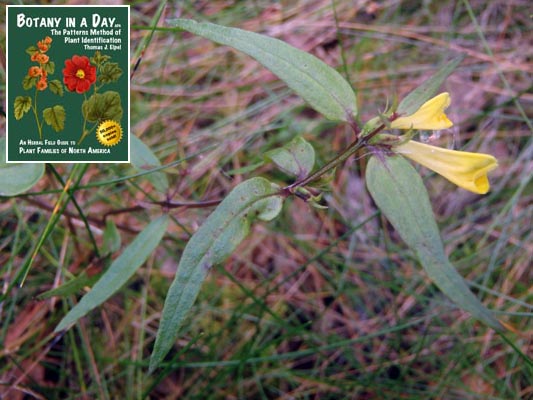  Common Cow-Wheat: Melampyrum pratense.