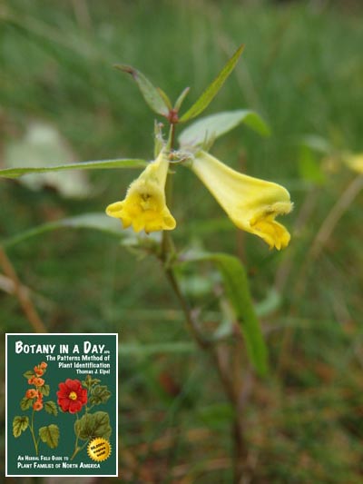  Common Cow-Wheat: Melampyrum pratense.