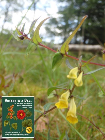  Common Cow-Wheat: Melampyrum pratense.