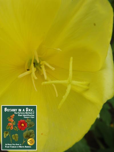 Common Evening Primrose: Oenothera biennis.